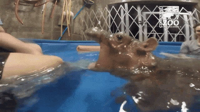 Cute Hippo GIF