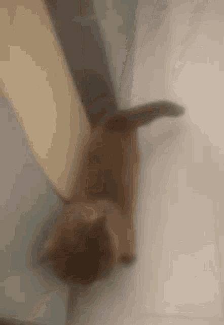 Cute Kitten GIF