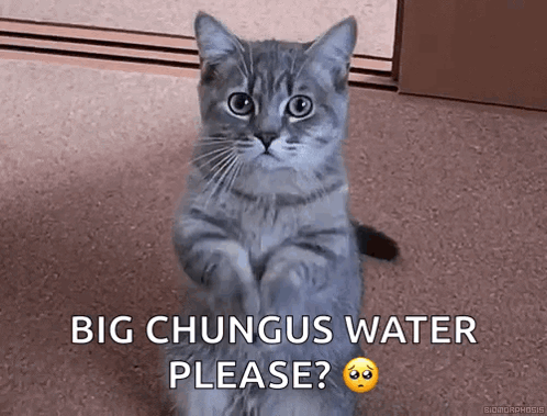 Cute Kitten GIF