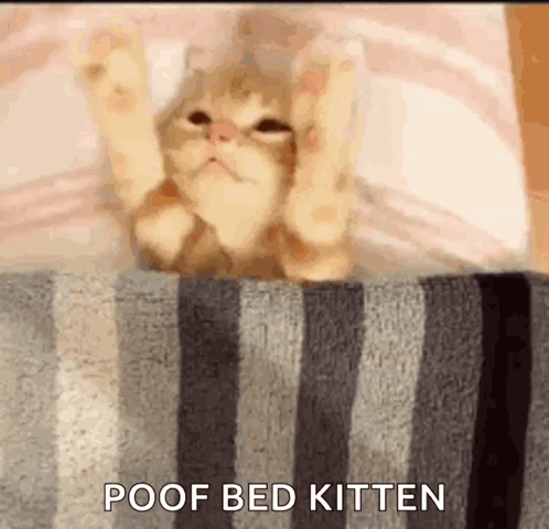 Cute Kitten GIF