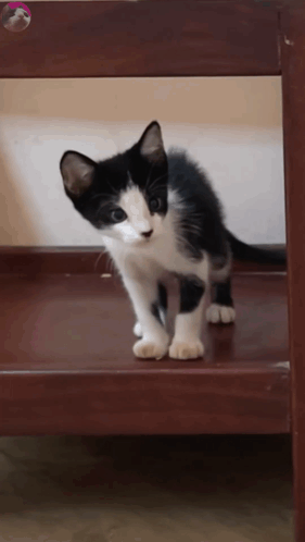 Cute Kitty Kitty Cat GIF