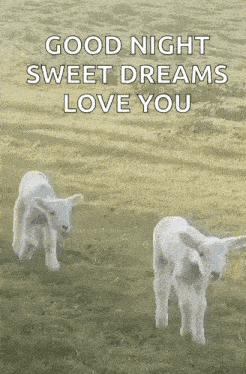 Cute Lamborghini GIF