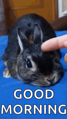 Cute Loved Cute Rabbit GIF. This 280 x 498 animated GIF is part of our too precious for this world collection. Created by Glam_Void. View the original…