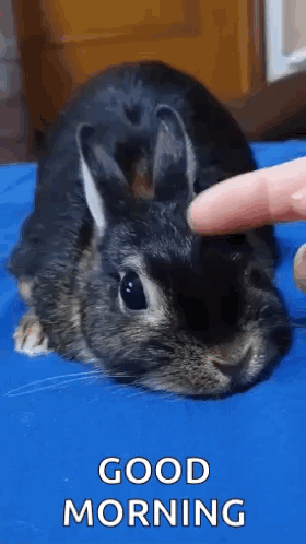 Cute Loved Cute Rabbit GIF. This 280 x 498 animated GIF is part of our too precious for this world collection. Created by Glam_Void. View the original…