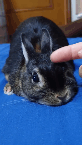 Cute Loved Cute Rabbit GIF. This 281 x 498 animated GIF is part of our too precious for this world collection. Created by lidiloth. View the original…