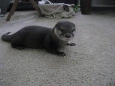 Cute Otter GIF