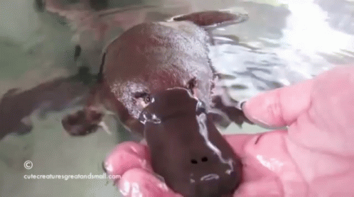 Cute Platypus GIF