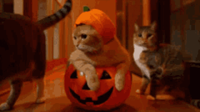 Cute Pumpkin GIF