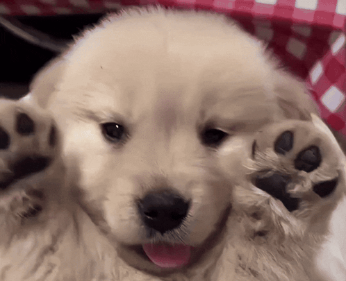 Cute Puppy Aegi GIF