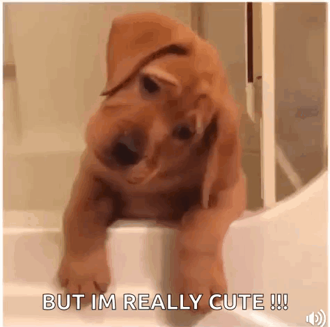 Cute Puppy GIF