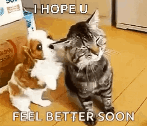 Cute Puppy GIF. This 498 x 428 animated GIF is part of our feel better collection. Related themes include cute, funny, puppy. Created by Forever51. View the…