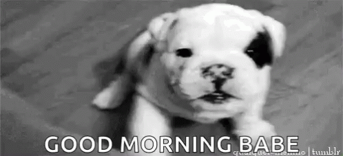 Cute Puppy GIF. This 498 x 227 animated GIF is part of our gracias por su atencion tumblr collection. Related themes include cute, good morning, paw…