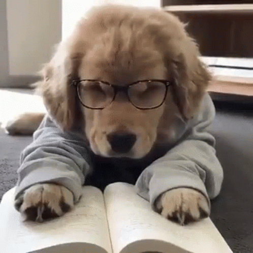 Cute Puppy GIF