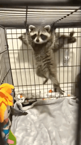 Cute Raccoon GIF