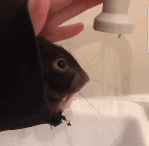 Cute Rat Rat Drinking GIF