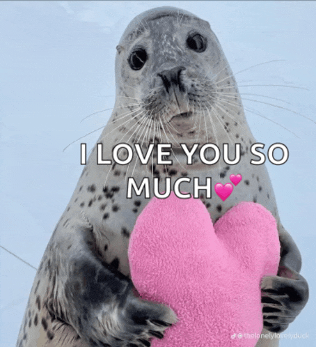 Cute Seal Meme