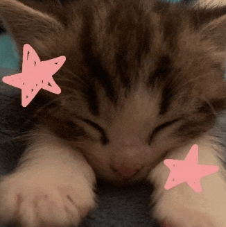 Cute Sleeping Cat Cute Cat Meme