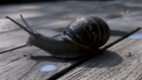 Cute Snail Drinking Milk Greedy Snail GIF