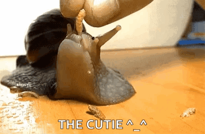 Cute Snail GIF