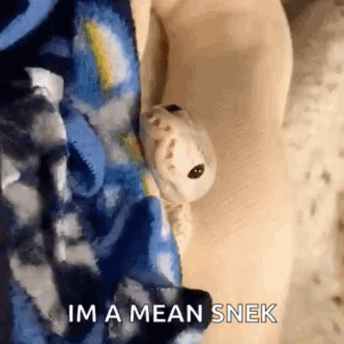 Cute Snek GIF. This 498 x 498 animated GIF is part of our im a snake collection. Related themes include cute, snake. Created by PeytonBuckley. View the…