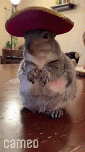 Cute Squirrel GIF. This 280 x 498 animated GIF is part of our funny squirrel collection. Related themes include cute, squirrel. Created by McMacaroni. View…