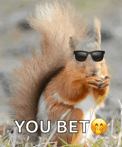 Cute Squirrel GIF