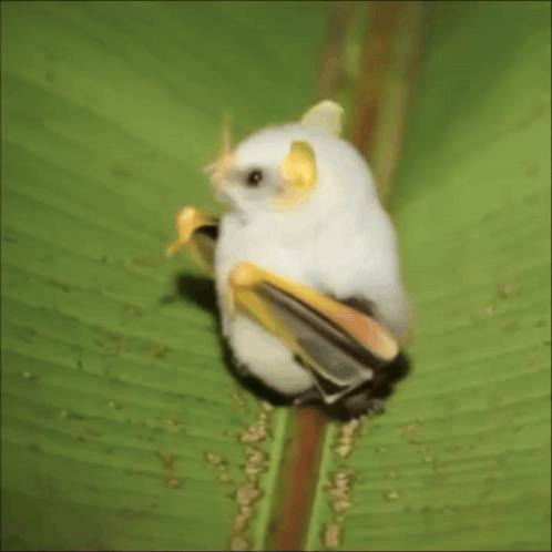 Cute White Bat Looks Around Cute Bat GIF