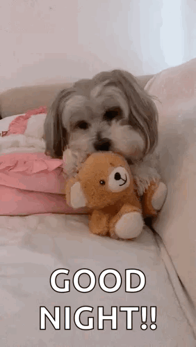 Cutie Pie So Cute GIF