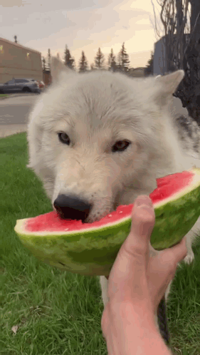 Cutie Wolf Meme GIF