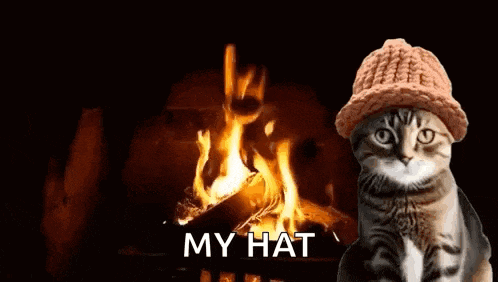 Cwif Cat GIF