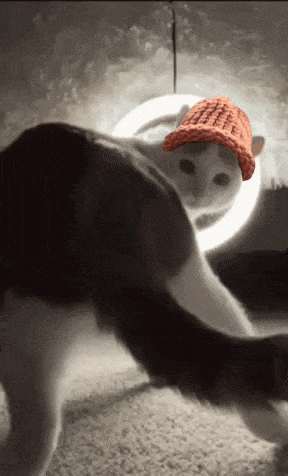 Cwif Catwifhat GIF