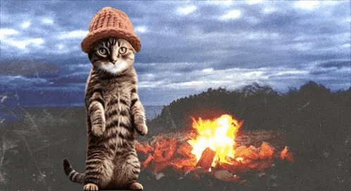 Cwif Catwifhat GIF