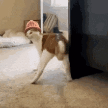 Cwif Catwifhat GIF