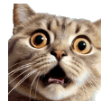 Czcat Cat Sticker