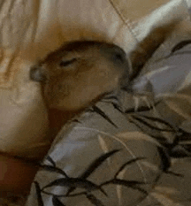 D Capybara Meme