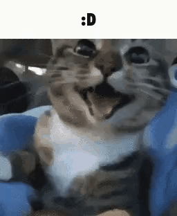 D Cat D GIF