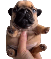 D3kuran Pibble Sticker