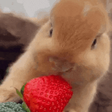 D9luxe Bunny GIF