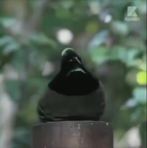 Dab Birds Of Paradise GIF
