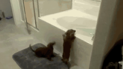 Dachshund Bath Time! GIF