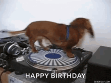 Dachshund GIF