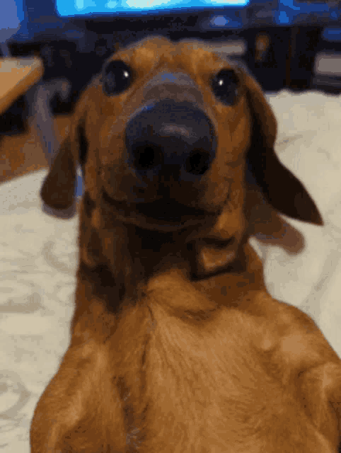 Dachshund GIF