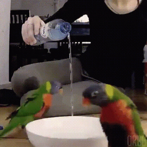 Dacing Birds GIF