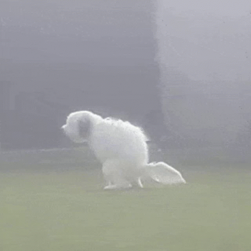Daequan Dog GIF