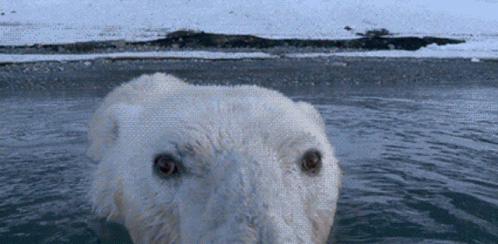 Dahliabunni GIF