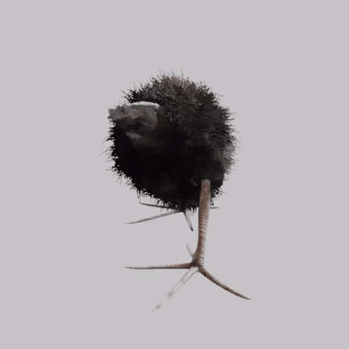Damn Pukeko GIF