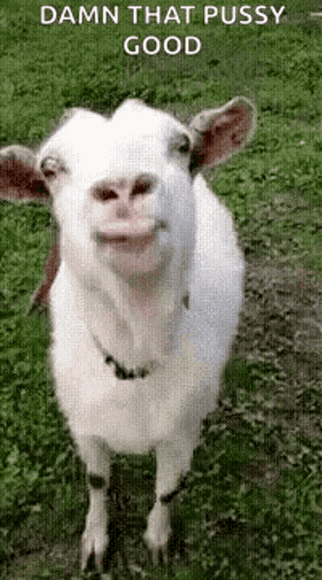 Damn That Pussy Good Lick GIF