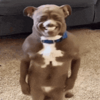 Dance Ai Animal GIF
