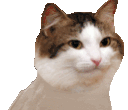 Dance Cat Sticker