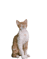 Dance Cat Devon Rex Cute Celebrate Party Birthday Confetti Cute Sticker